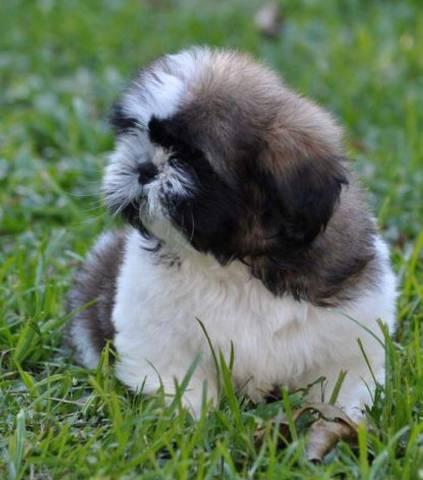 Shih tzu meigos esperando por você