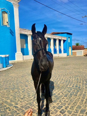 Cavalo de macha picado 