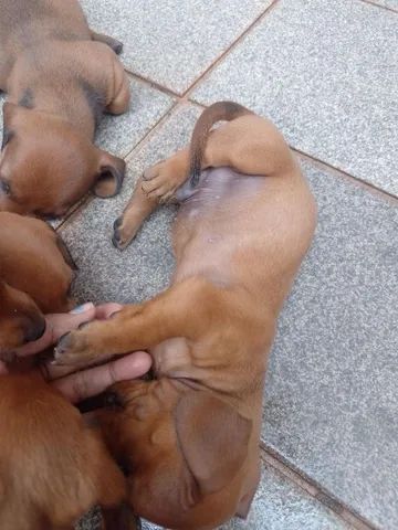 Filhotes de Basset/dashchund/teckel/salsicha  - Foto 2