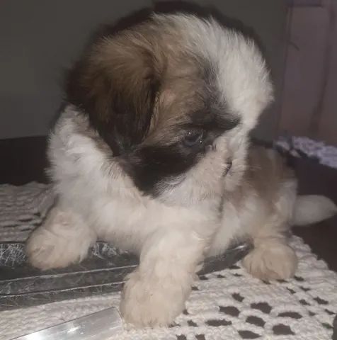 Lindas shih tzu 