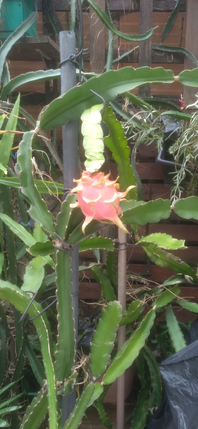 Muda de pitaya enraizadas - Foto 2