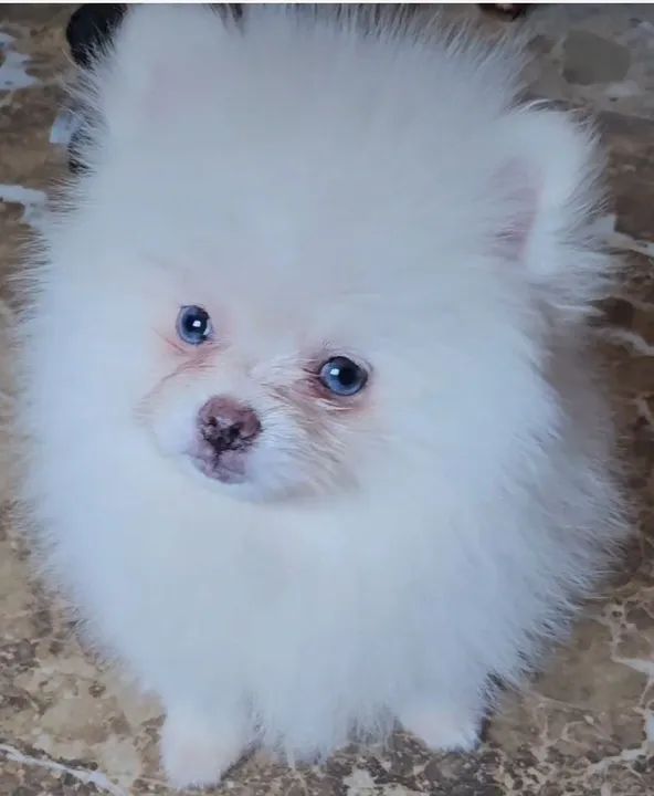 Spitz Alemão  em 10x cartão - Foto 5