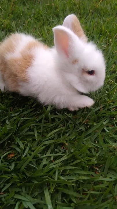 Coelhinho bebê, muito fofo! - Foto 2