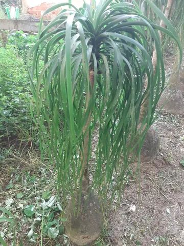 Pata de elefante 1,20 - Foto 2