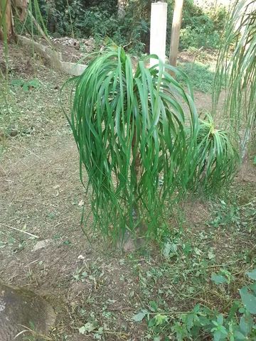 Pata de elefante 1,20 - Foto 4