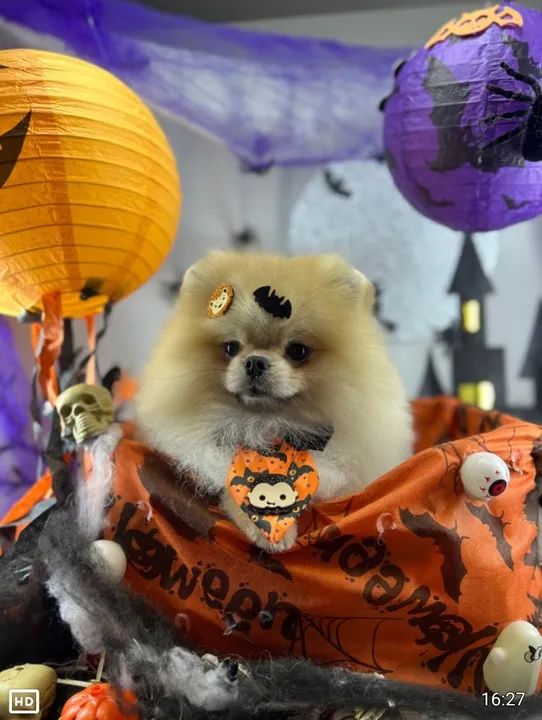 Spitz Alemão  em 10x cartão - Foto 3