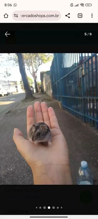 Hamster russo anão (esquilo). - Foto 4