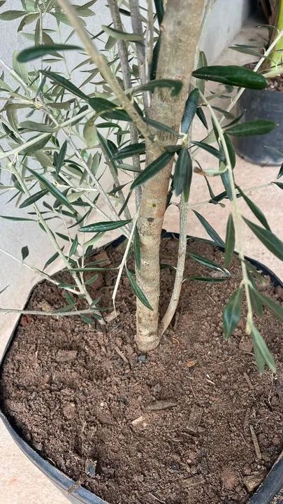 OLIVEIRA COM CAULE GROSSO - Foto 2