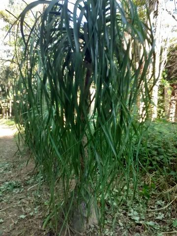 Pata de elefante 1,20 - Foto 3