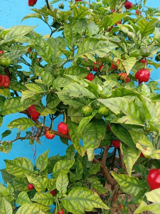 Mudas de Pimenta carolina reaper - Foto 2