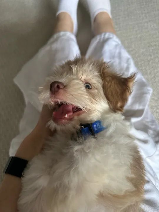 * * * FILHOTE POODLE TOY * * * - Foto 2