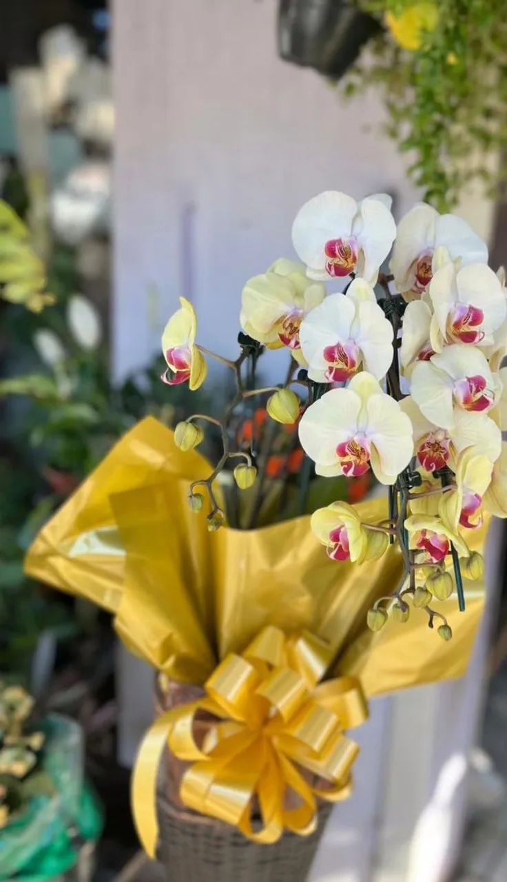 Lindas Orquídeas - Várias Cores e Espécies 