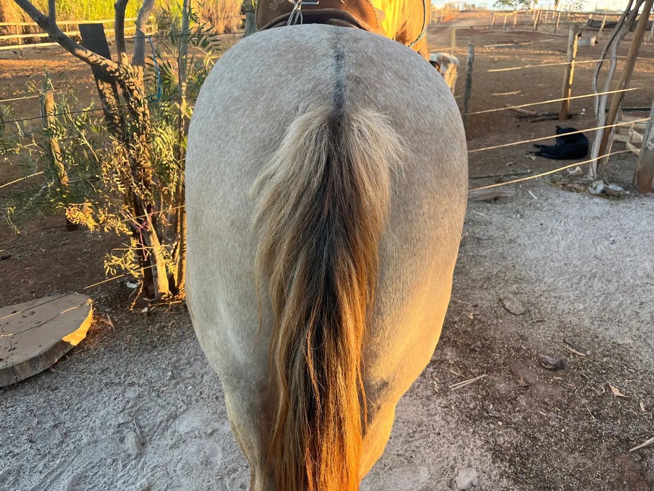 Égua crioula P.O - Foto 6