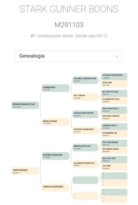 Potro Quarto de Milha  - Foto 5