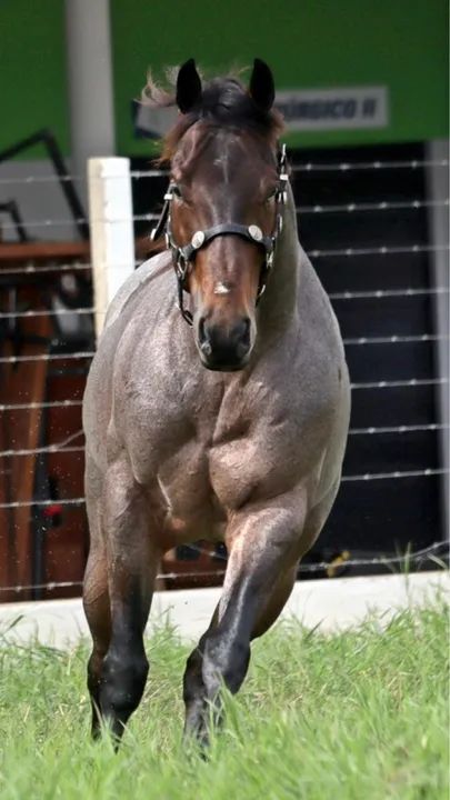 Cavalo Quarto de Milha - Sêmen/Cobertura - Foto 3