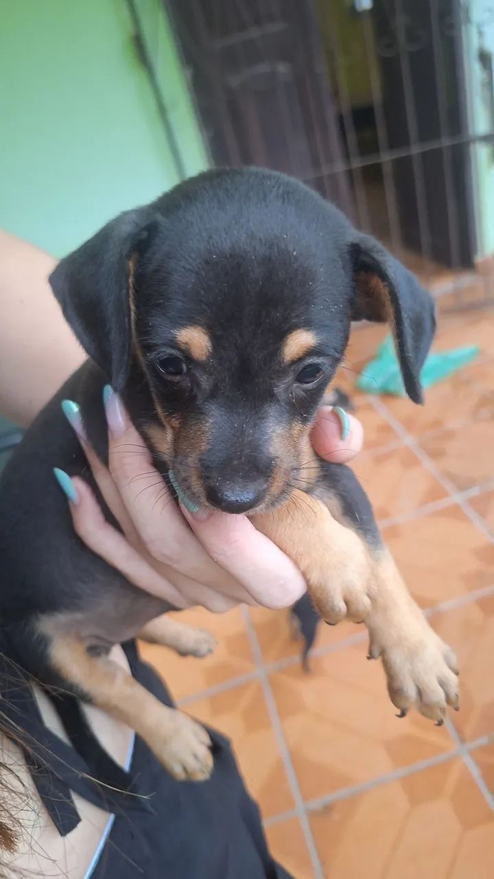 Filhote de Pinscher e gato
