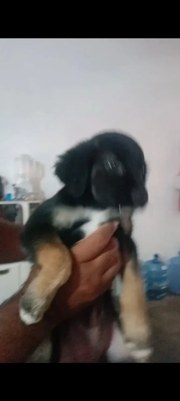 Filhote de cachorro para adoção