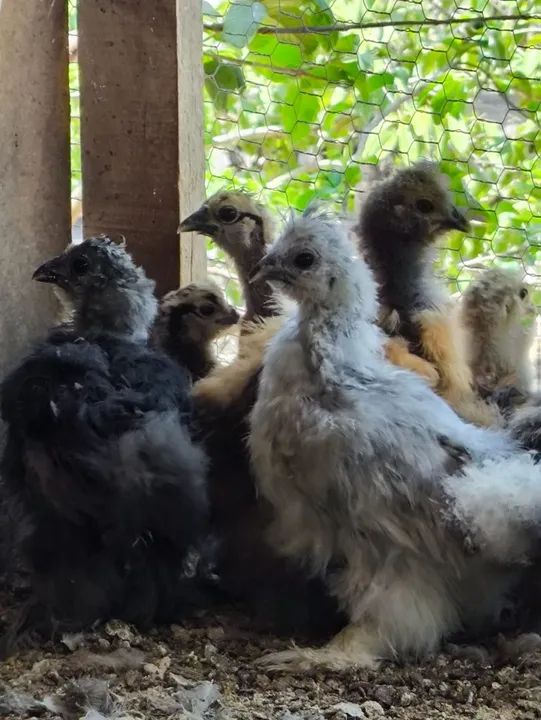 Pintinhos de Sedosa do Japão 