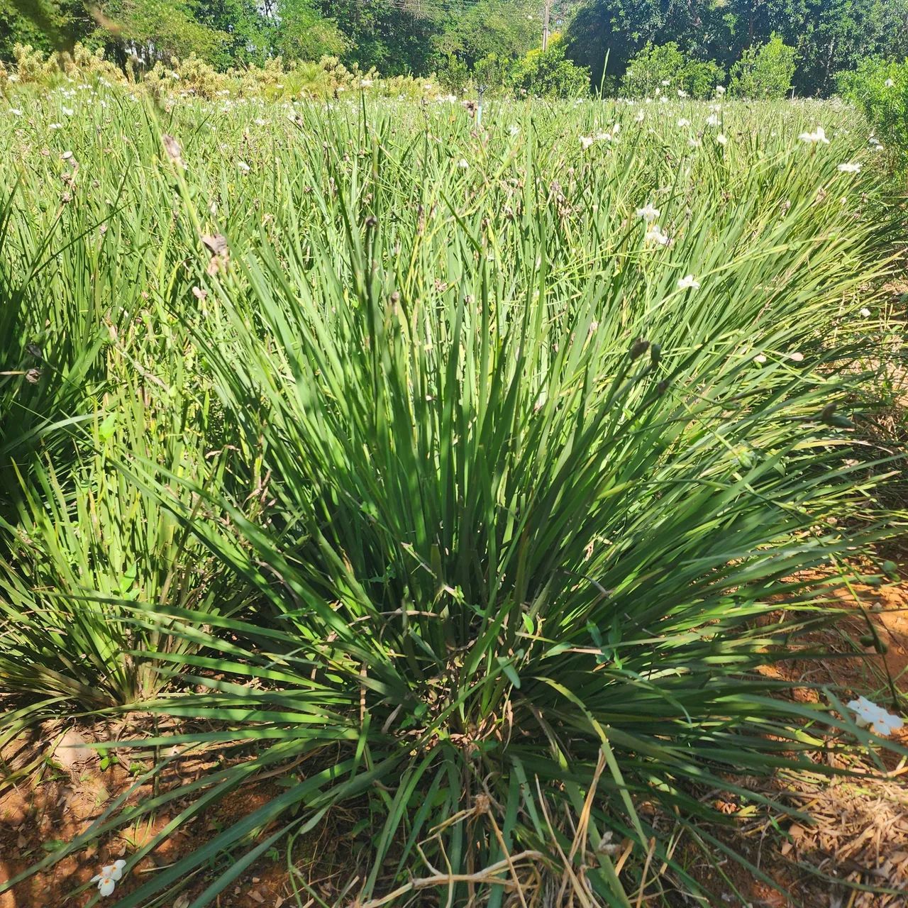 Moreia  Branca (touceira)