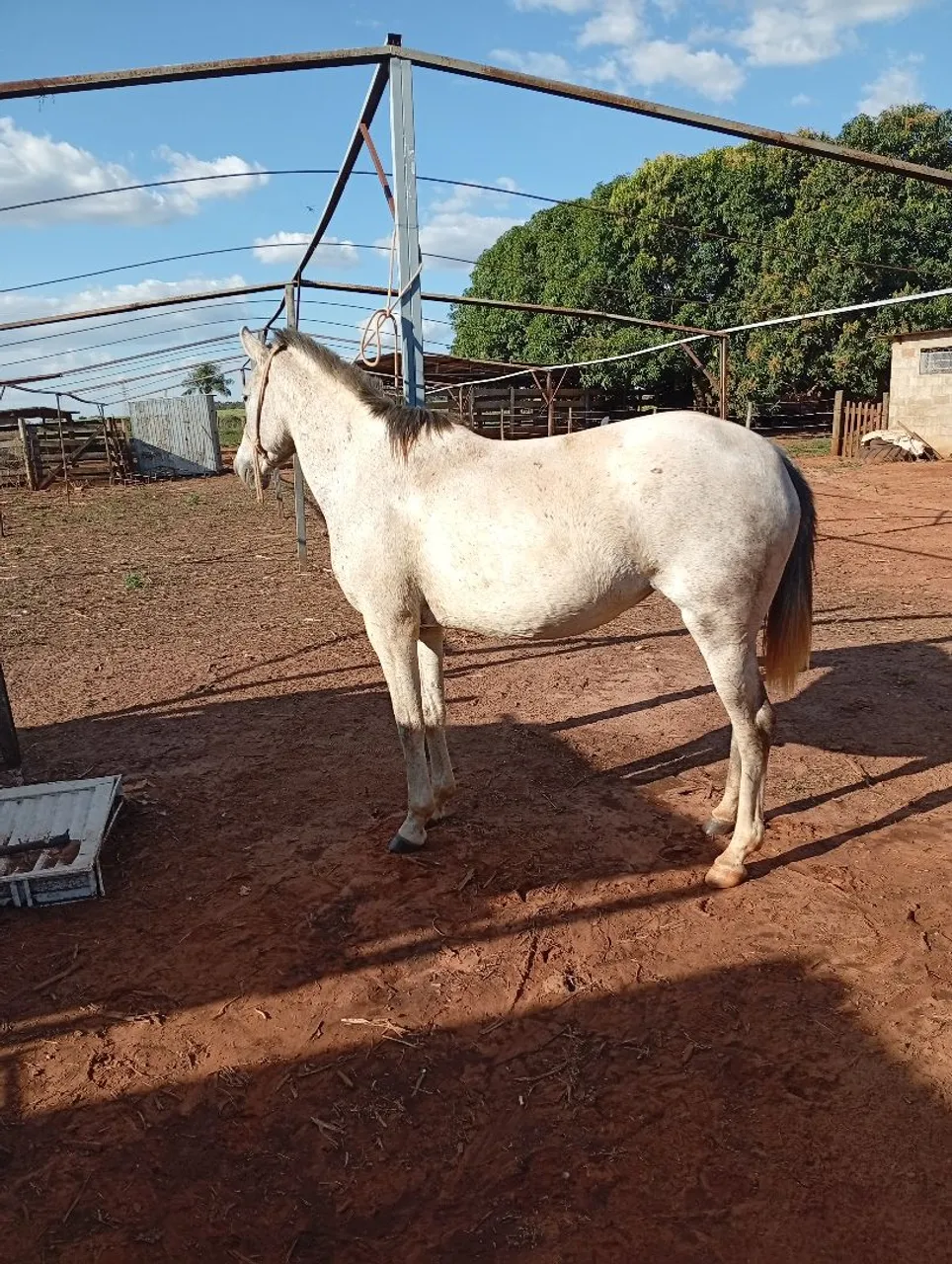 Égua  pra venda mansa 4 anos pra 5 