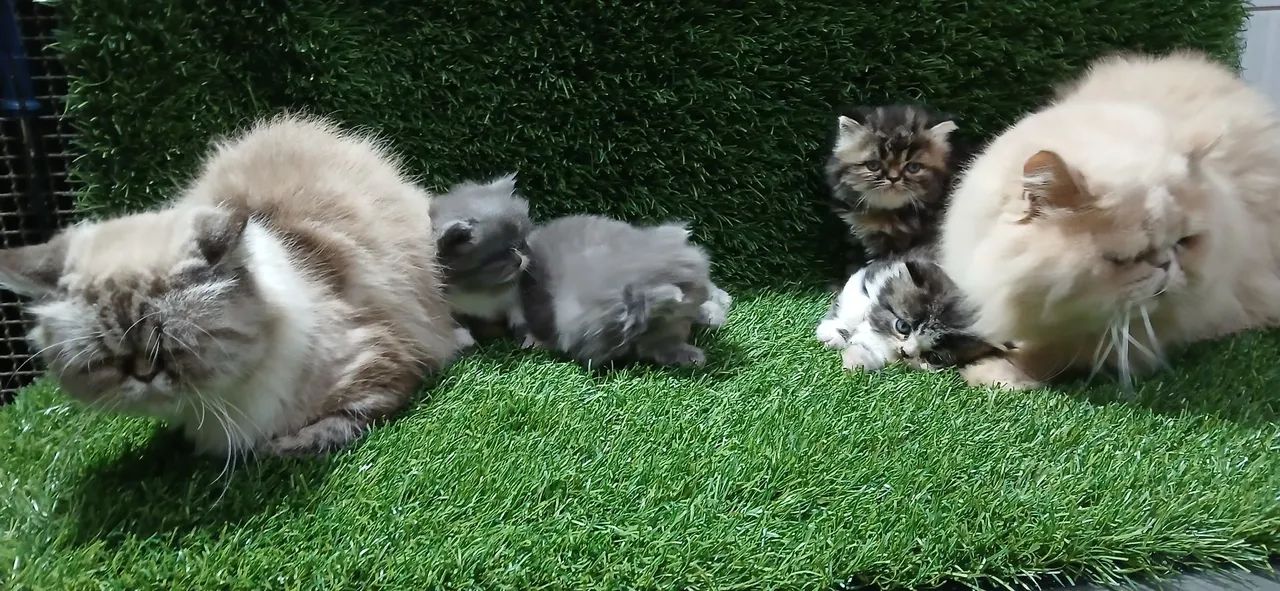 Persa filhote  - Foto 6