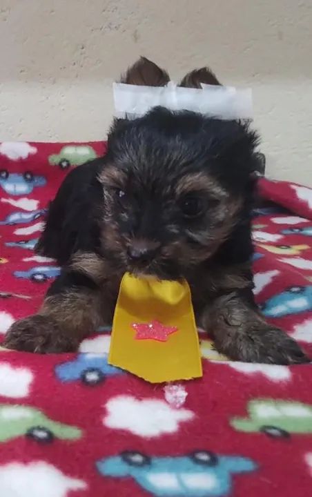 estilosa Yorkshire Terrier Filhote fêmea / pacote de amor em quatro patas.