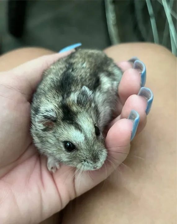 VENDO HAMSTER - Foto 2