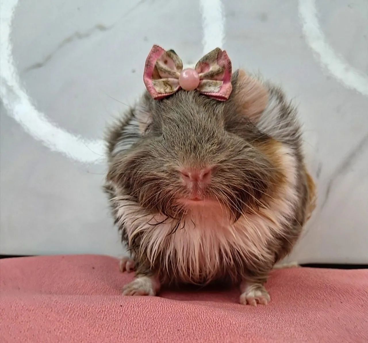 Porquinho da india - Foto 2