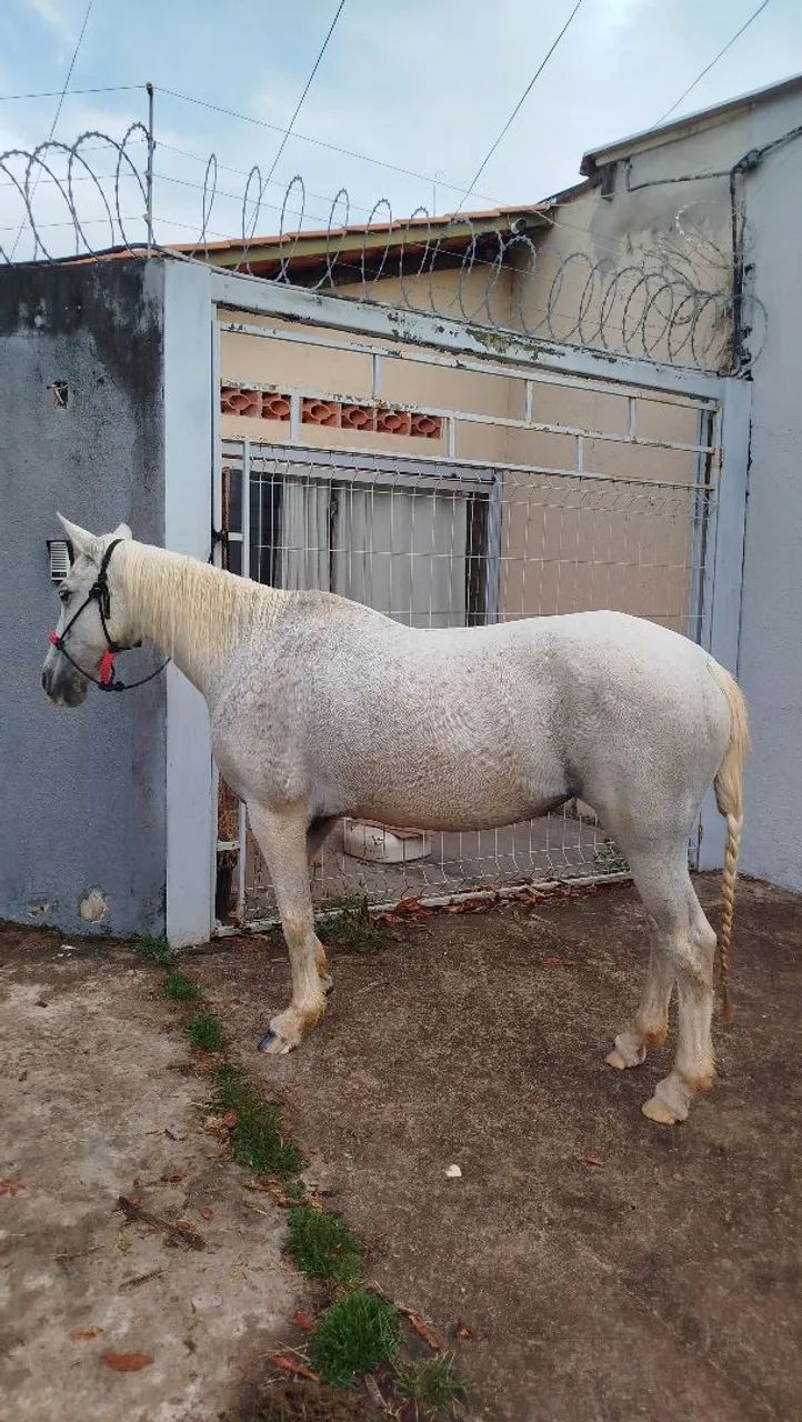 Égua quarto de milha - Foto 3