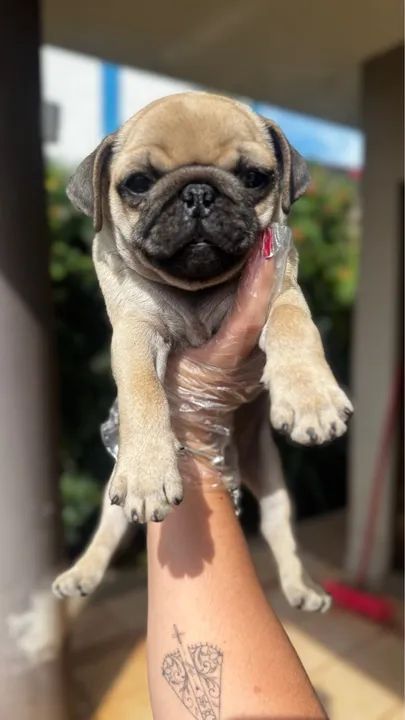 Pug Abricot macho disponível 