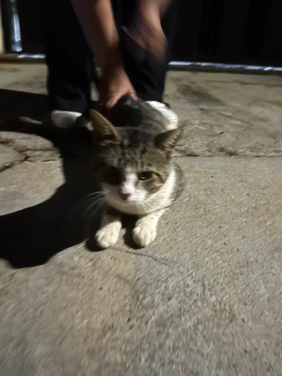 Gatinho lindo para adoção