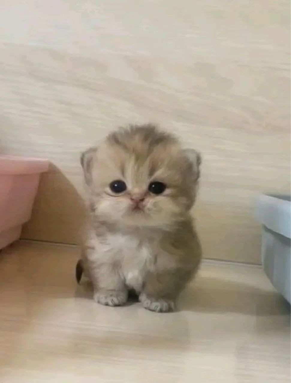Gatinho Munchkin super fofo a sua espera! - Havila filhotes  - Foto 2