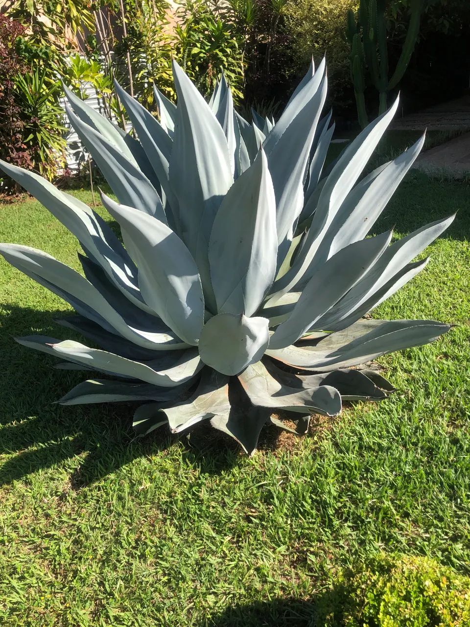 Mudas de Gávea Azul - Foto 6