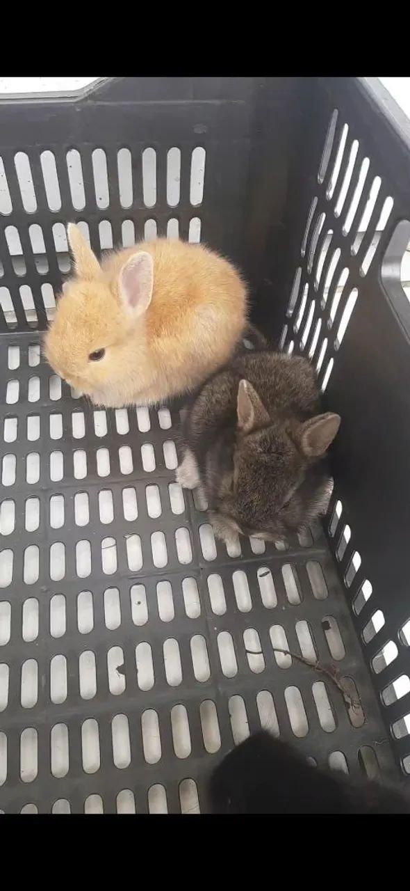 Coelhos minis filhotes - Foto 2