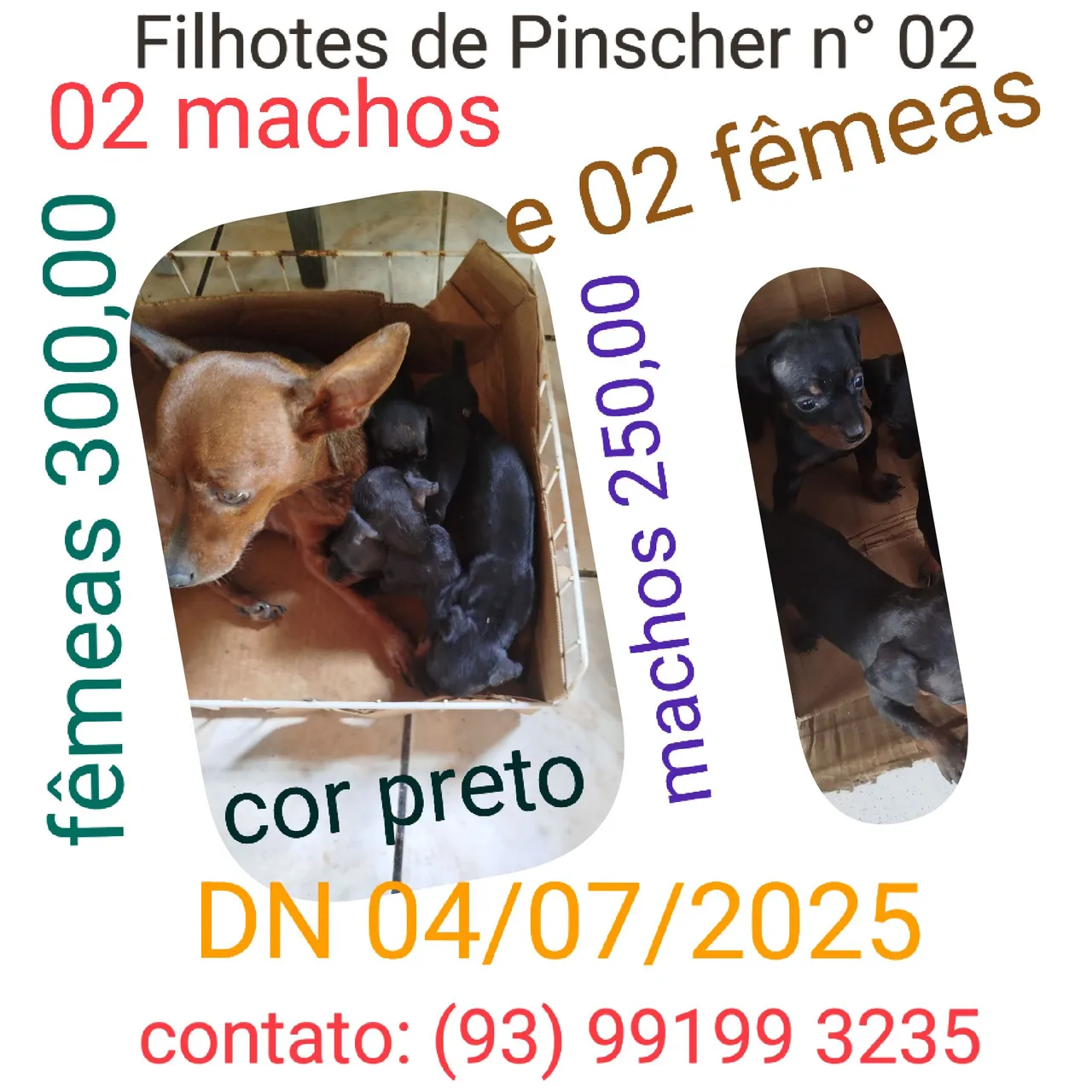 Filhotes de Pinscher Preto - Machos e Fêmeas
