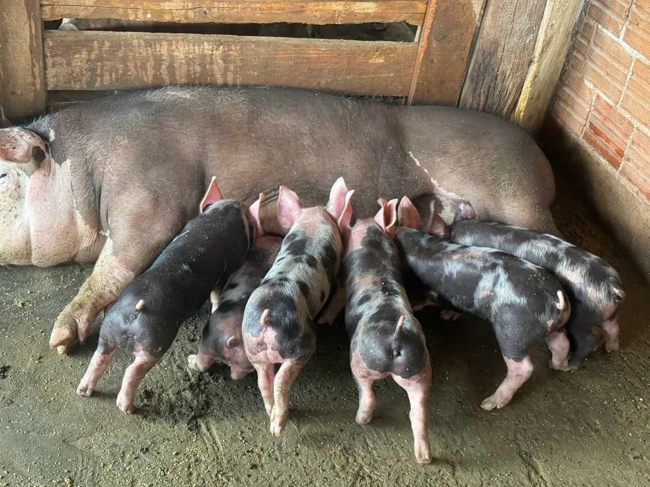 Leitoes pietrain  - Foto 4