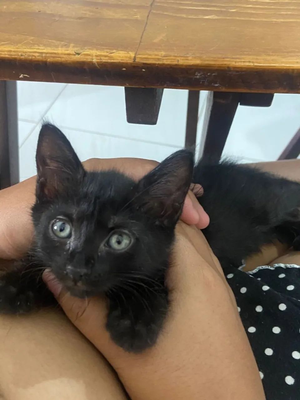 Adoção responsável fêmea  - Foto 5