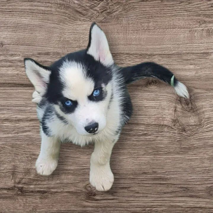 Husky Siberiano!