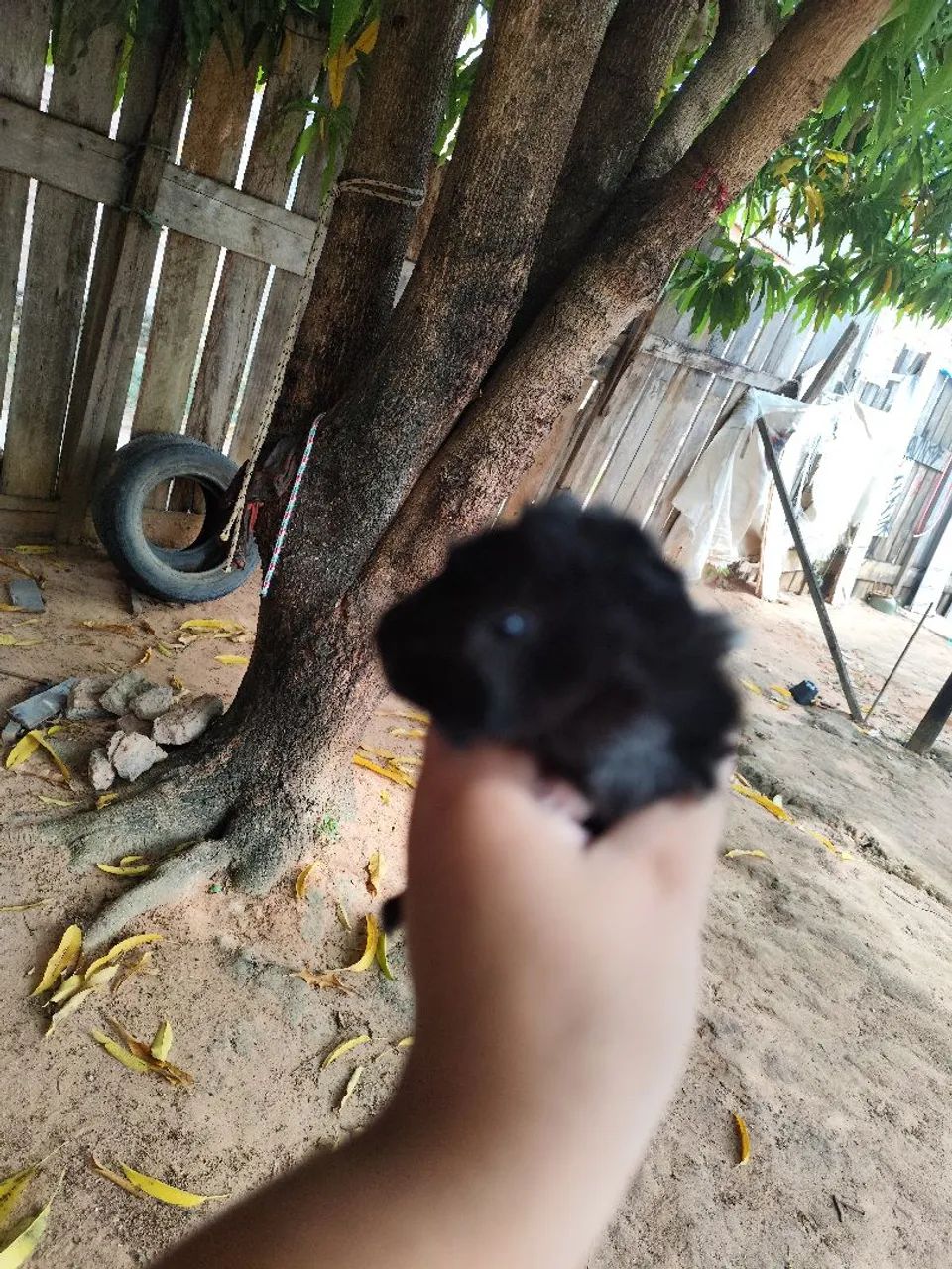 Porquinha da Índia - Foto 4