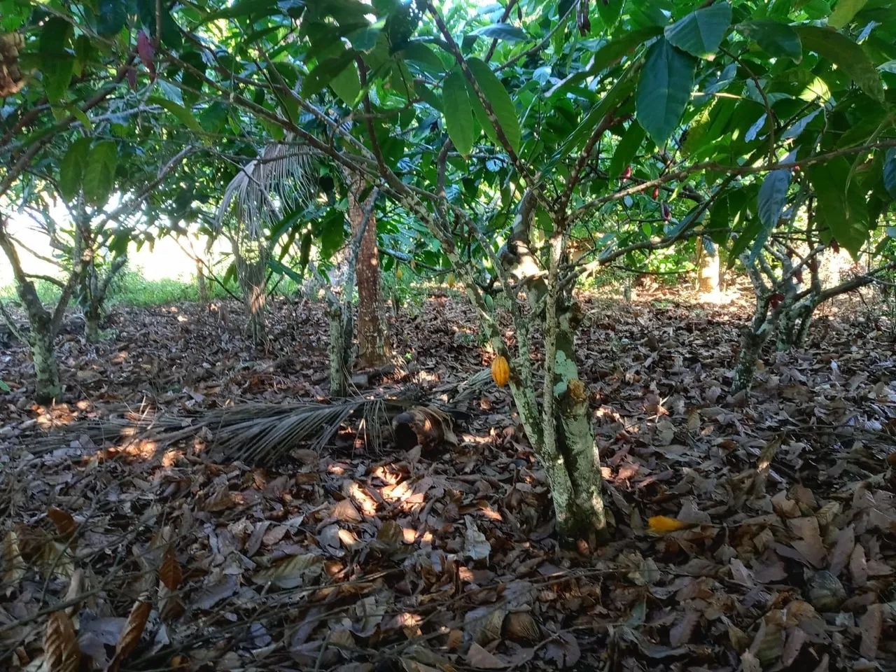 Vendo excelente sítio em jaguaripe  - Foto 2