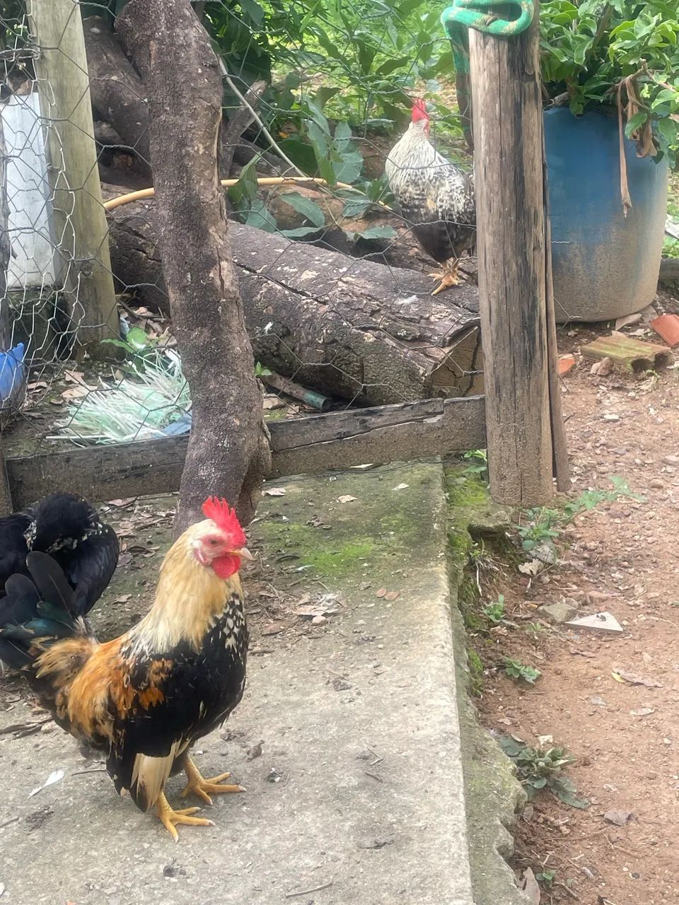 Lindos galinhas garnisés  - Foto 5