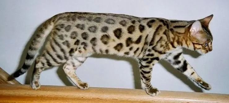 Gato de bengala - Foto 2