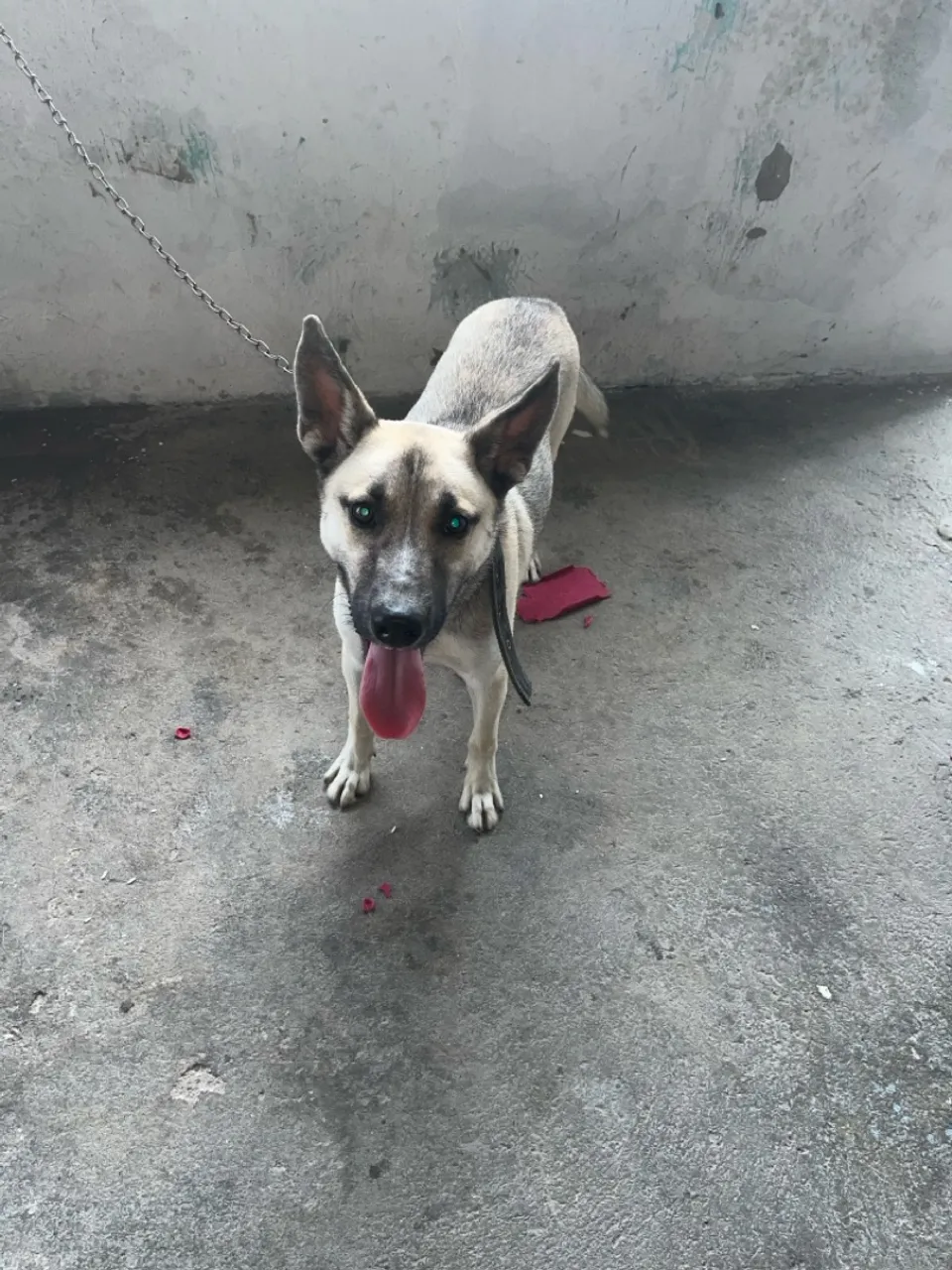 Cão com aparência de Pastor Alemão para Adoção