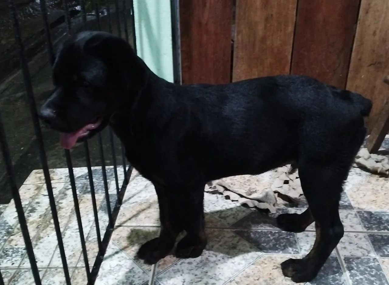 Filhote Rottweiler