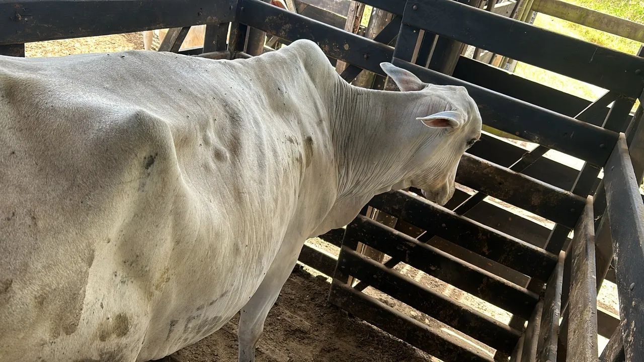 Vacas com bezerros no pé  - Foto 2