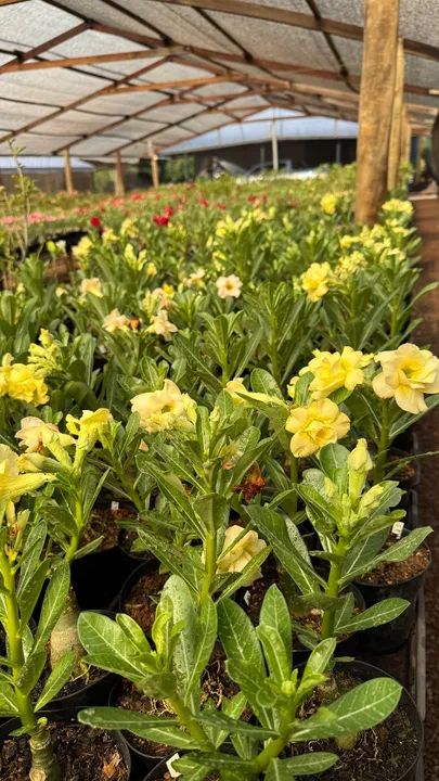 Rosas do Deserto - Foto 3