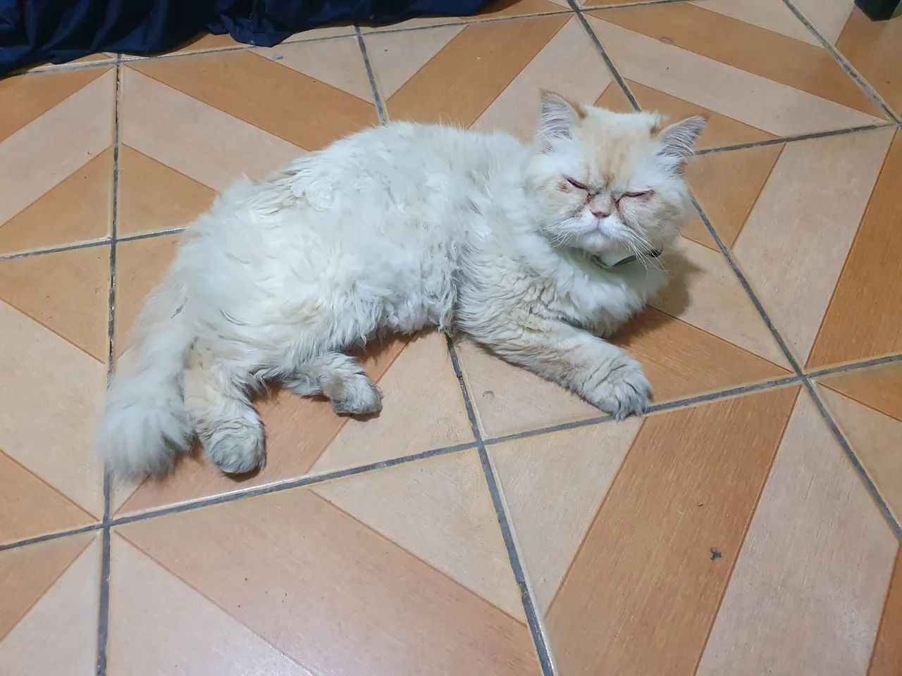 Gato Persa  - Foto 2