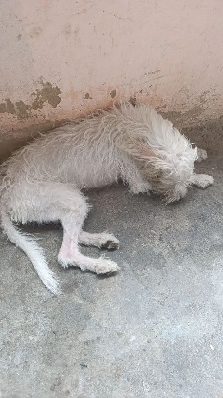 Poodle com vira lata - Foto 2