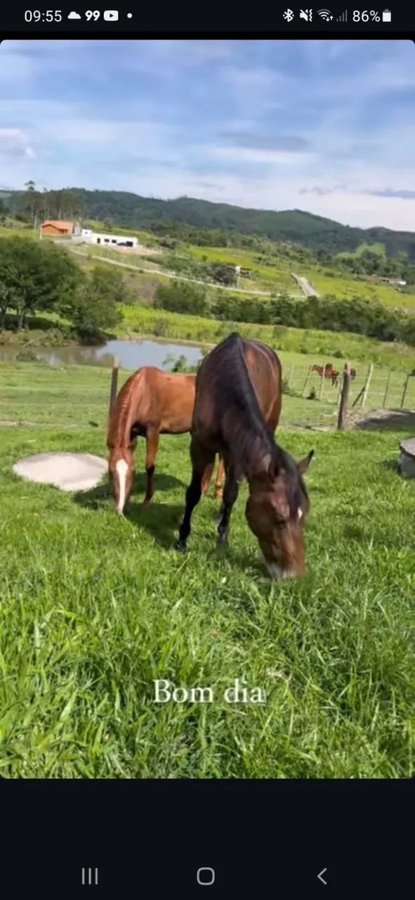 Potro QM Puro de Origem! 2 anos  - Foto 3