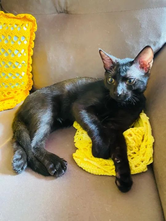 Gatinho Preto Adorável para Adoção - Foto 2